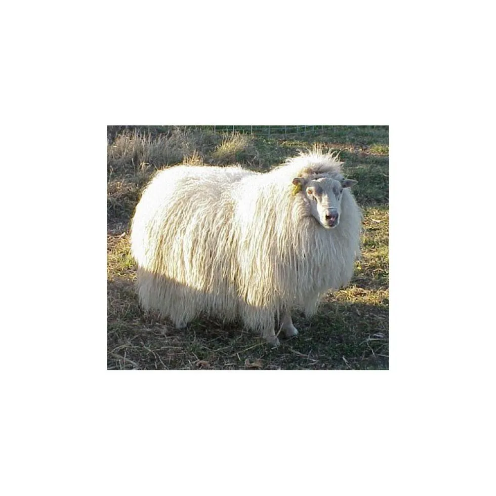 Valkoinen lampaantalja, Icelandic