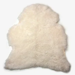 Valkoinen lampaantalja, Icelandic, lyhyt karva
