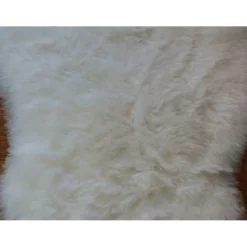 Valkoinen lampaantalja, Icelandic, lyhyt karva