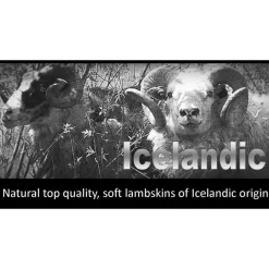 Valkoinen lampaantalja, Icelandic, lyhyt karva